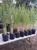 Lemongrass Live Plants 12 Pack 8-12" Tall Pesticide-Free Cymbopogon Citratus