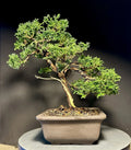 Mame Bonsai Tree 10.5” Tsukumo Cypress Chamaecyparis Pisifera in Japanese Pot
