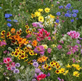 Wildflower Mix Seeds, Late Bloomer, Autumn Flowers, Fall Bloom, 100% Natural