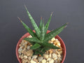 Sansevieria Francisii Plant 4" Pot | Rare Exotic Succulent for Outdoor Garden Collection