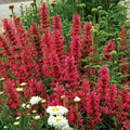 Raspberry Hyssop Seeds - 100 Perennial Flower Seeds - Agastache - US Seller