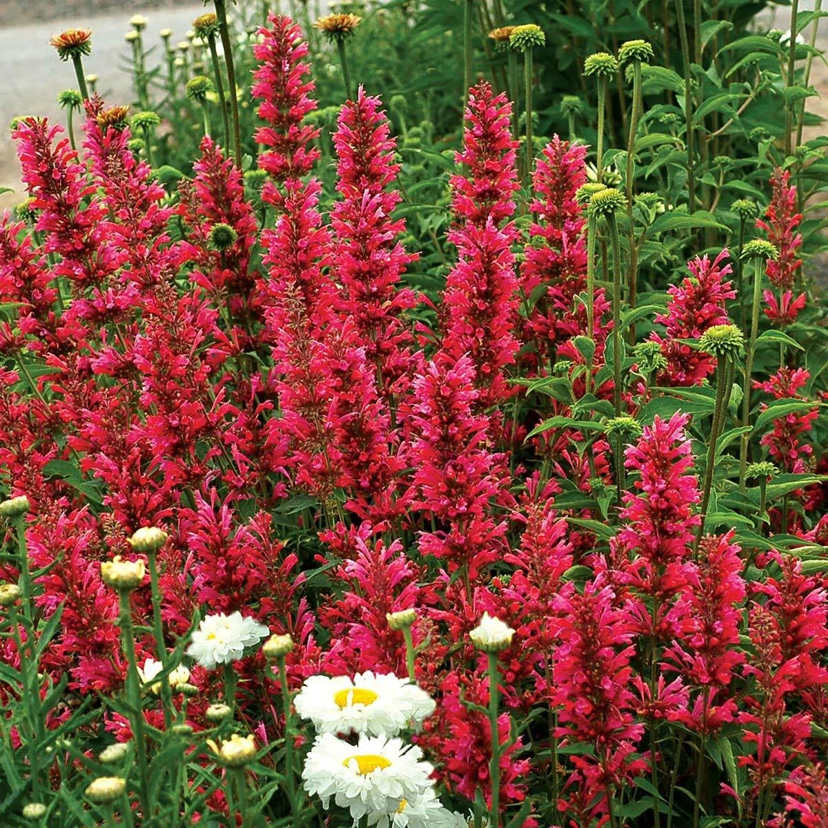 Raspberry Hyssop Seeds - 100 Perennial Flower Seeds - Agastache - US Seller