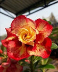Orange Red Desert Rose Seeds - 4 Perennial Adenium Seeds - US Seller
