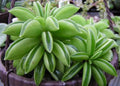 Peperomia Dolabriformis Plant - 2" Diameter - Rare Prayer Plant - Indoor Houseplant