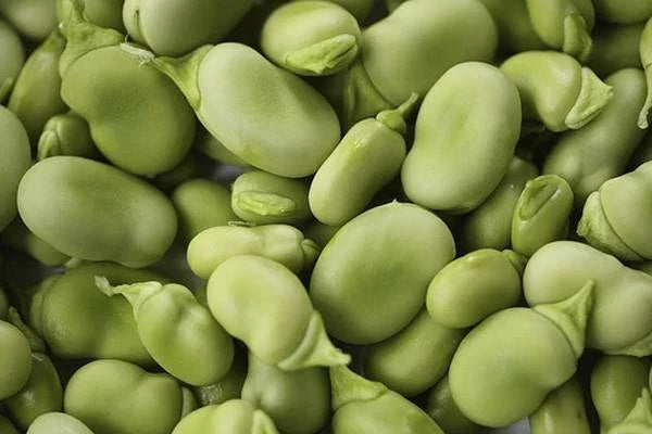 Heirloom Bean Mix Garden Seed Collection, 6 Top Varieties, Organic Seeds for Home Gardening