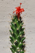 Live Rooted Cactus Plant - Cochemiea poselgeri - Unique Succulent Variety for Indoor or Outdoor Gardening