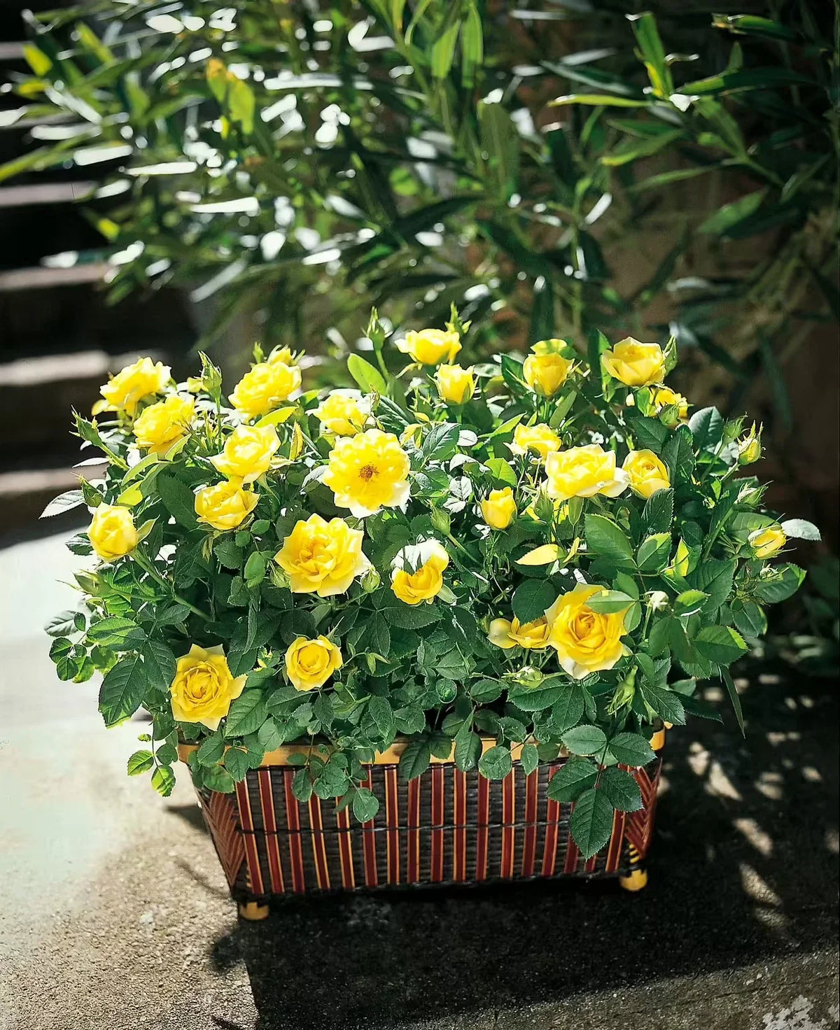 Sunny Knockout Rose Cuttings - 6 Everblooming Live Plant Shrubs - Vibrant Pink - Rosa 'Radrazz'
