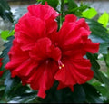 Double Red Hibiscus Starter Live Plant - 5 to 7 Inches Tall - Hibiscus rosa-sinensis