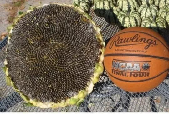 Giant Mongolian Sunflower Seeds - 25+ Non-GMO Heirloom Fresh Seeds - Helianthus giganteus
