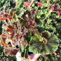 Begonia Plant 2.5" Pot Compact Indoor Variety Kevin Whitecotton (Begonia)