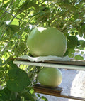 Giant Bushel Gourd Seeds - 5 Pack - 100 lbs Fruit for Basket Arts & Crafts - Lagenaria siceraria - USA