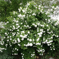 Viburnum opulus Roseum Cuttings | 5 Rooted Plugs | High-Quality Flowering Shrubs
