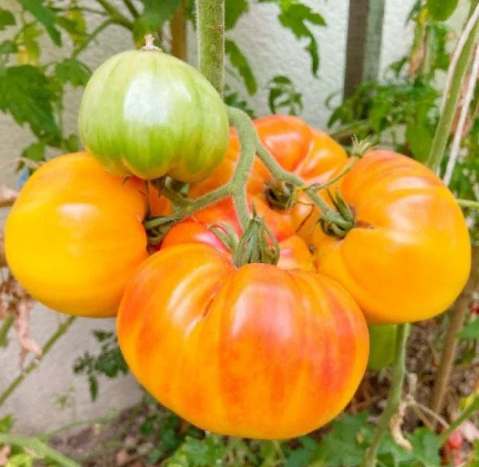 Hawaiian Pineapple Beefsteak Tomato Seeds - Heirloom, Indeterminate, Non-GMO, 30 Seeds - Perfect for USA Gardens