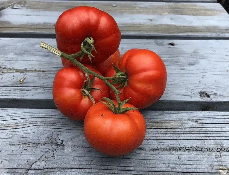 Sub Arctic Plenty Tomato Seeds - 120+ Heirloom Organic Non-GMO - Fast Growing (45-50 Days) - Perfect for Home Gardening