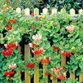 Twin-berry Honeysuckle Seeds - 25 Medicinal Red Flower Vine Shrub - Lonicera involucrata