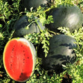 Watermelon Seeds | Sweet Red Crimson Beauty | Black Diamond Variety | 2025 Seed