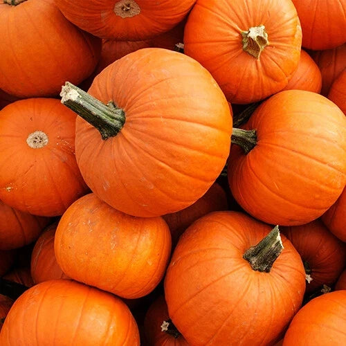 New England Pie Pumpkin Seeds - Small Sugar Pie Variety - Cucurbita pepo - Free Shipping