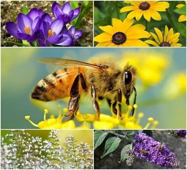 Perennial Pollinator Seeds Bundle - Bee and Butterfly Habitat - Wildflower Mix - (Various Species)