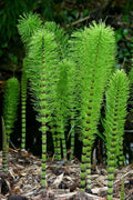 Horsetail Plant Cuttings - Equisetum - Aquatic Feature for Koi Pond - Natural Water Garden Decor