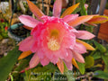 Unrooted Epiphyllum Cuttings - American Sweetheart - 8 to 10 Inches Long - Epiphyllum oxypetalum