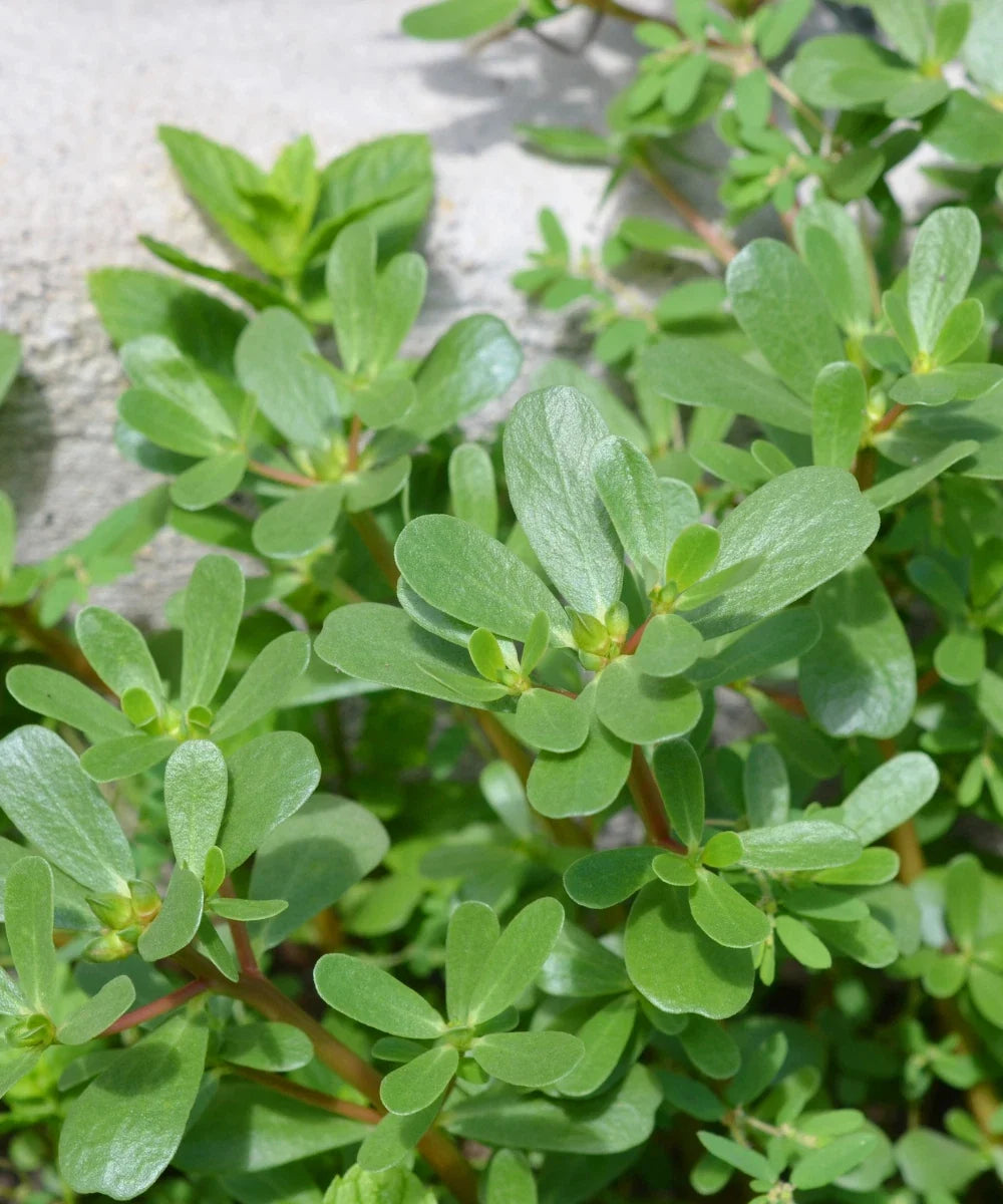 Green Purslane Seeds - 2000 Heirloom Non-GMO Edible Herb - Portulaca oleracea - USA Grown