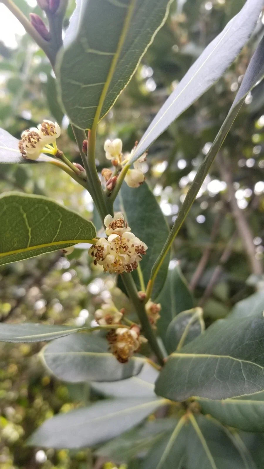 Bay Laurel Tree Cuttings 10 Stems Culinary Propagation Laurus nobilis Free Shipping