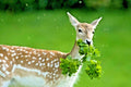 Deer Proof Wildflower Mix 15 Varieties Native Annual Perennial Seeds for Garden