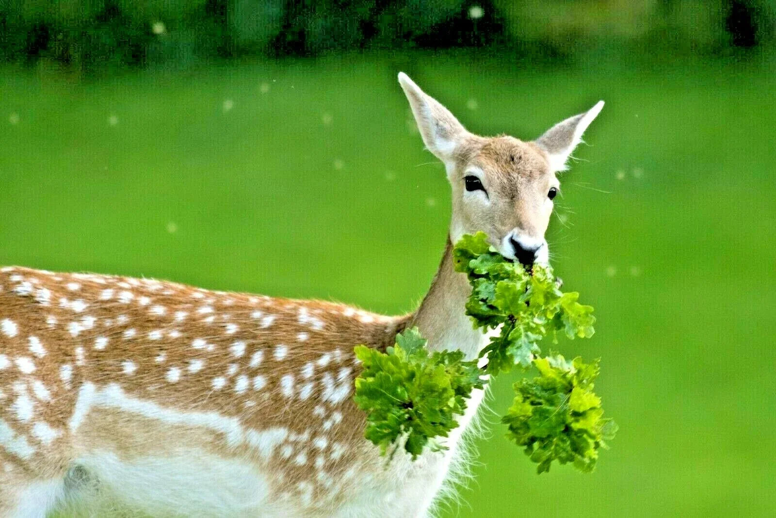 Deer Proof Wildflower Mix 15 Varieties Native Annual Perennial Seeds for Garden