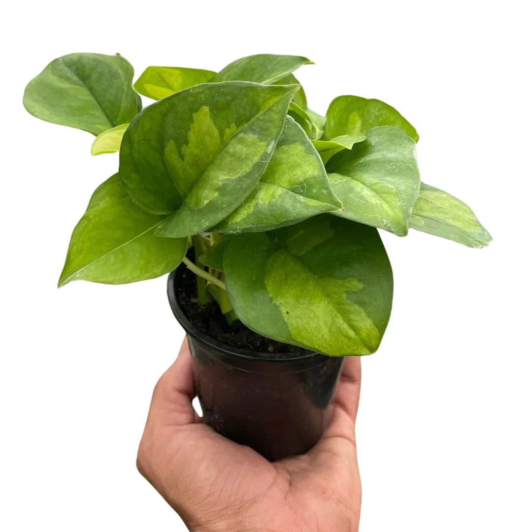 Pothos Plant - Global Green Variety - Easy Care Houseplant - Epipremnum aureum