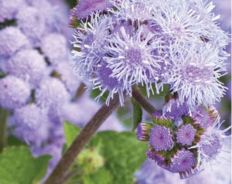 Ageratum Flower Seeds for Planting, Blue Planet Variety, 1,000 Seeds, Ageratum houstonianum