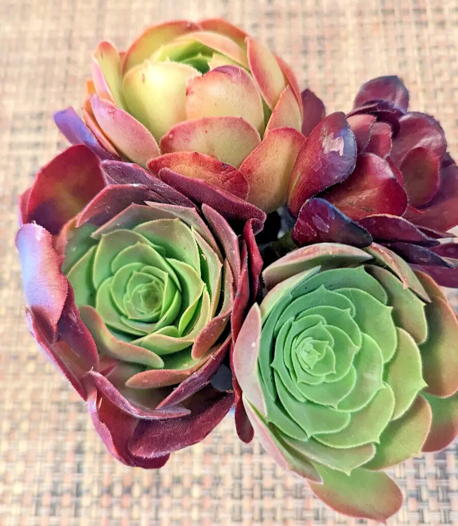 Aeonium Cuttings Set of 4 - 6" Diameter - Varied Colors - Succulent Plants (Aeonium spp.)