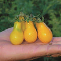 Yellow Pear Tomato Seeds - 120+ Heirloom Non-GMO Organic Seeds - Perfect for Home Gardening