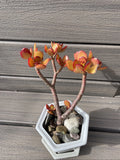 RARE RED AKAI Jade Succulent Plant 7-8” Bare Rooted Bonsai Tree Crassula Ovata