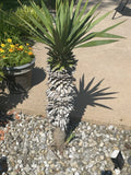 Yucca Pups Bare Root - Healthy Offshoots for Indoor/Outdoor Gardens - Yucca filamentosa