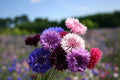 Bachelor Button Dwarf Polka Dot Mix Seeds, Dwarf Centaurea, Colorful Annual Flower Seeds, Easy to Grow