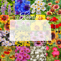 Bulk Wildflower Seed Mix 1/4LB Eastern Kansas Variety - Covers 2,000 sq ft - Native Wildflowers for Pollinators