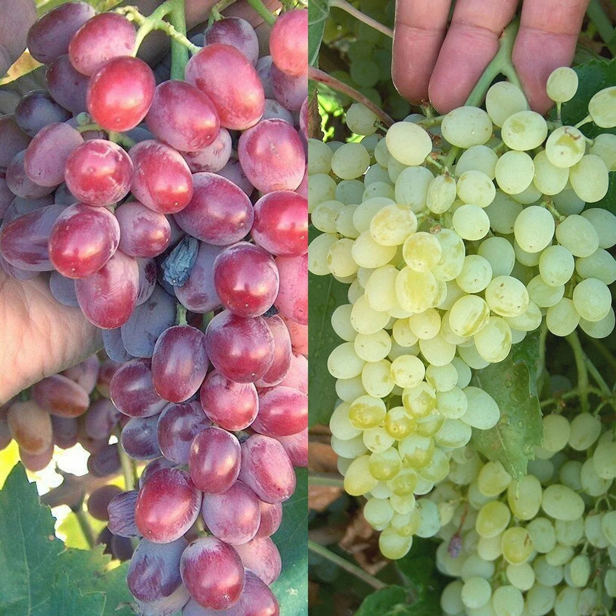 Crimson Thompson Vine Bare Root Plant - Seedless Table Grape (Vitis vinifera)