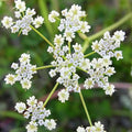 Caraway Seeds - Non-GMO Heirloom Herb for Planting - 2025 USA Grown Culinary Spice (Carum carvi)