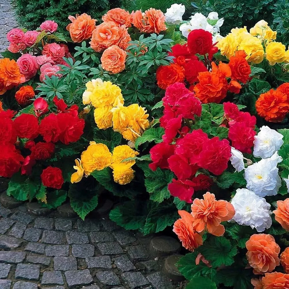 Begonia Flower Bulb Mix - 10 Bulbs - Colorful Varieties - Begonia x tuberhybrida