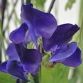 Royal Navy Blue Sweet Pea Seeds | Blue Purple Flowers | Lathyrus odoratus