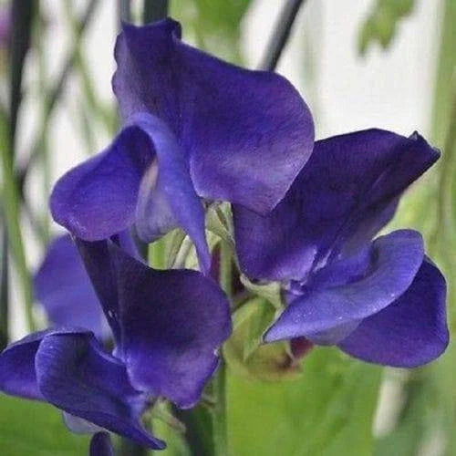 Royal Navy Blue Sweet Pea Seeds | Blue Purple Flowers | Lathyrus odoratus