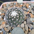 Mammillaria Gaumeri Cactus BARE ROOT | Unique Desert Plant | Drought-Tolerant Succulent
