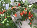 Goji Berry Bare Root Live Plant - 3 Roots, 4"-8" Long, Lycium barbarum, Ready to Plant