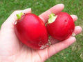 German Giant Radish Seeds - Super Large Heirloom - Scarlet Red Skin - Raphanus sativus