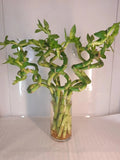 Large Curly Lucky Bamboo Plant 12-14 inches - Dracaena sanderiana, Perfect Gift for Luck and Prosperity