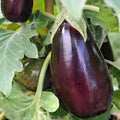 Eggplant Seeds, 50 Count, Black Beauty Heirloom, Non-GMO, Vegetable Seeds