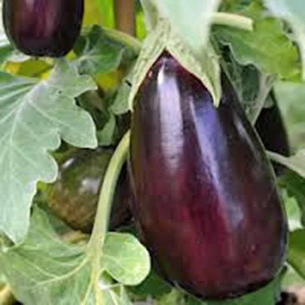 Eggplant Seeds, 50 Count, Black Beauty Heirloom, Non-GMO, Vegetable Seeds