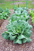 Collard Greens Seeds, Vates Variety, Heirloom Non-GMO, 200+ Seeds, Brassica oleracea