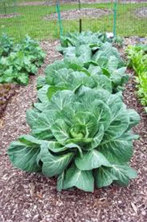 Collard Greens Seeds, Vates Variety, Heirloom Non-GMO, 200+ Seeds, Brassica oleracea