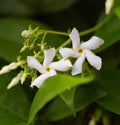 Star Jasmine 7 Live 6" Cuttings Trachelospermum Jasminoides White Flowers Evergreen Climbing Shrub